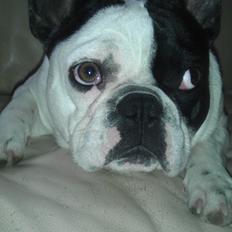Fransk bulldog Hund