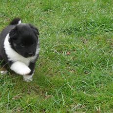 Islandsk fårehund Karlo