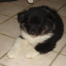 Islandsk fårehund Karlo