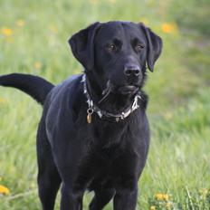 Blanding af racer Sif