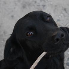 Blanding af racer Sif