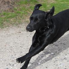 Blanding af racer Sif