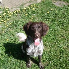 Kleiner münsterländer Sakko