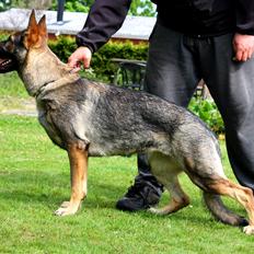 Schæferhund Chaquin Gaya