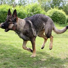 Schæferhund Chaquin Gaya