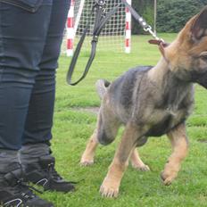 Schæferhund Chaquin Gaya