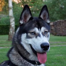 Siberian husky Neo (Setzoniaze's Runner of Jubilee)[Himmelhund]