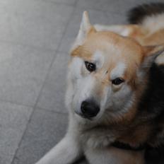 Alaskan malamute Frej