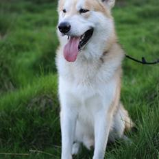 Alaskan malamute Frej