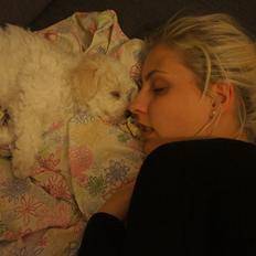 Bichon à poil frisé Tinghøj´s Danish Tasteful Tess - kaldes Candy