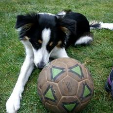 Border collie Kiwi