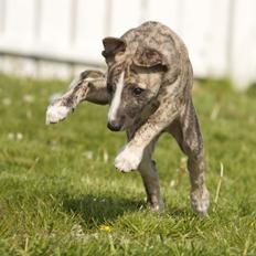 Whippet Benjamin