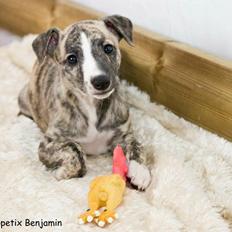 Whippet Benjamin