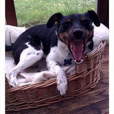 Dansk svensk gaardhund Pælle you and me 4 ever