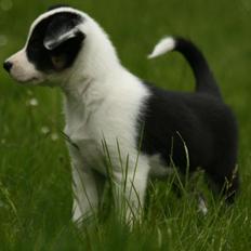 Border collie Sheepworld Drift