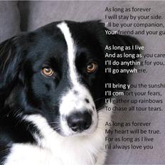 Border collie Rockey
