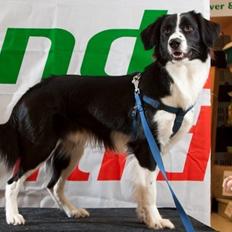 Border collie Rockey