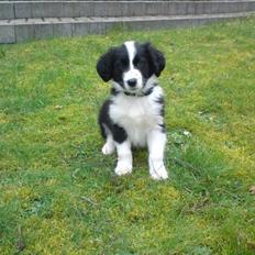 Border collie Rockey