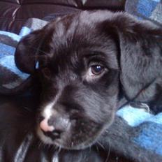 Blanding af racer Lucky