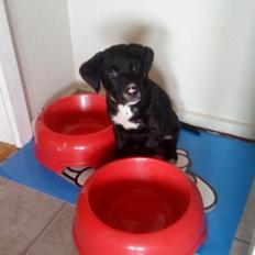 Blanding af racer Lucky