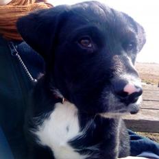 Blanding af racer Lucky