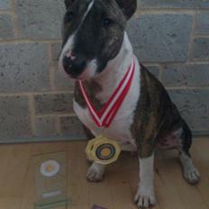 Bullterrier miniature Louie