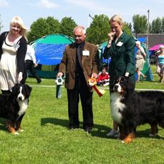 Berner sennenhund BAILEY HIMMELHUND <3