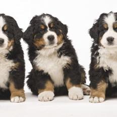 Berner sennenhund BAILEY HIMMELHUND <3