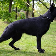 Schæferhund Cartagena Luna