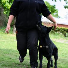 Schæferhund Cartagena Luna