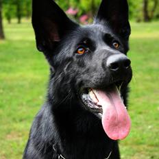 Schæferhund Cartagena Luna
