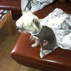 Chinese crested hårløs Lui R.I.P.