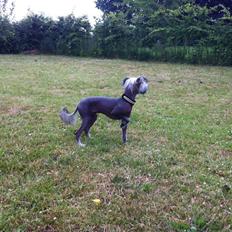 Chinese crested hårløs Lui R.I.P.