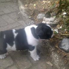 Fransk bulldog A´la´coccio´s Dokato