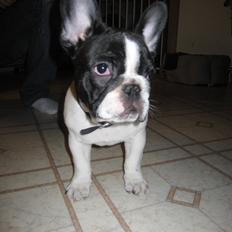Fransk bulldog A´la´coccio´s Dokato