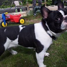 Fransk bulldog A´la´coccio´s Dokato