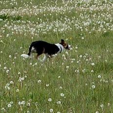 Border collie Nell