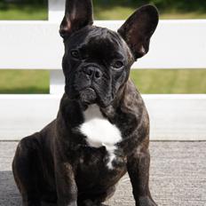 Fransk bulldog Wiufgaard´s Cléo