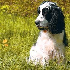 Cocker spaniel Lady