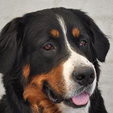 Berner sennenhund Nala