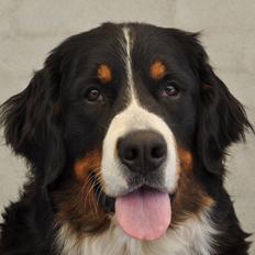 Berner sennenhund Shiba (Lotus' Sofie)