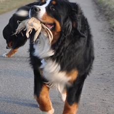 Berner sennenhund Sacko
