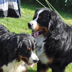 Berner sennenhund Sacko