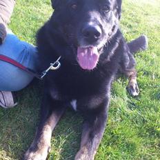 Blanding af racer Bombom