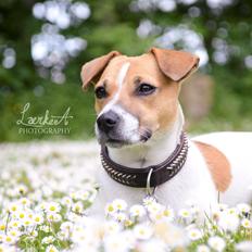 Blanding af racer Bianca