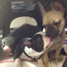 Boston terrier Carla