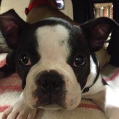 Boston terrier Carla