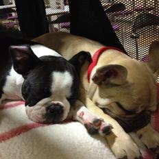 Boston terrier Carla