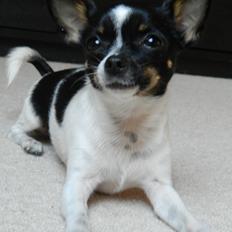 Blanding af racer Vips