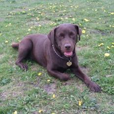 Labrador retriever Nuka